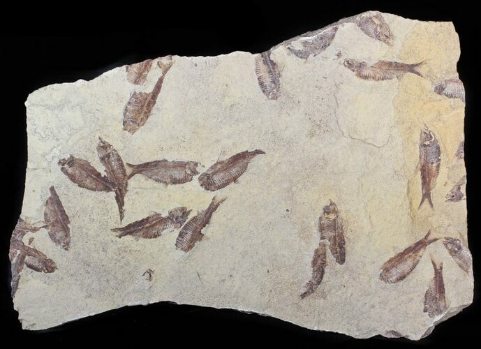 Fossil Fish (Gosiutichthys) Mortality Plate - Lake Gosiute #63156